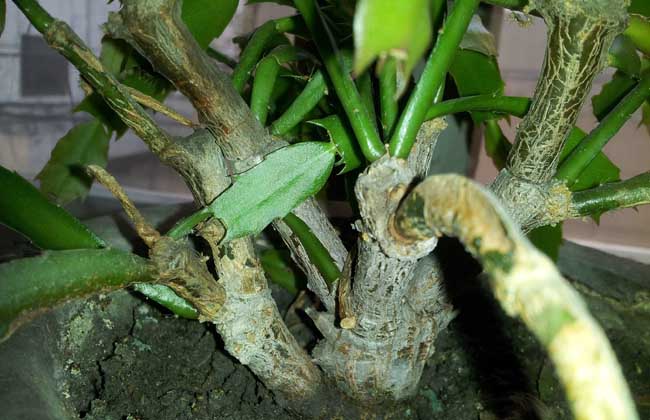 盆栽蟹爪兰怎么养?