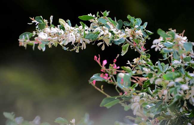 花叶络石怎么养才好？