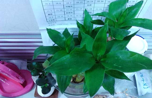 观音竹的养殖办法