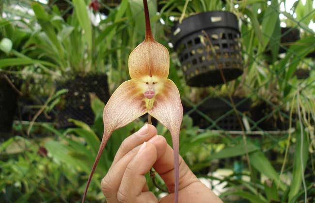 猴面小龙兰的养殖办法