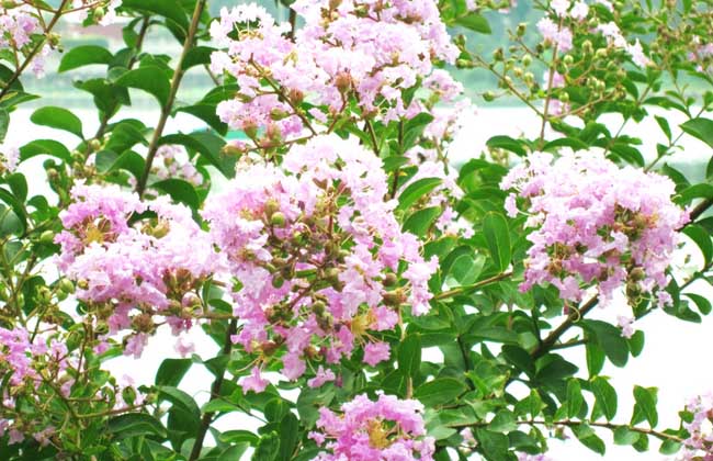紫薇盆景制作和养护