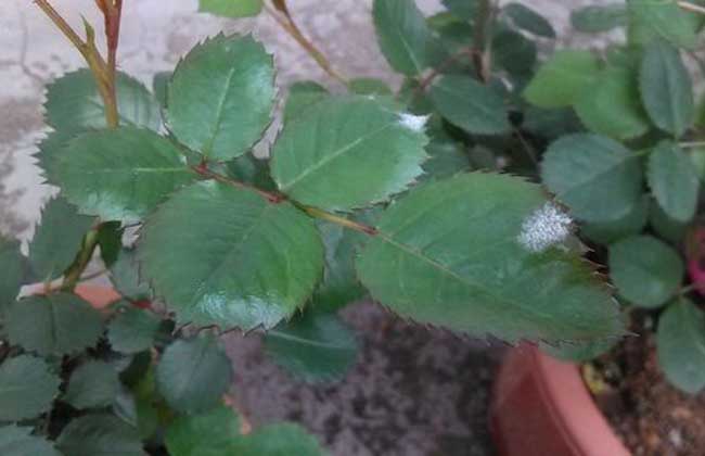 月季白粉病的防治办法