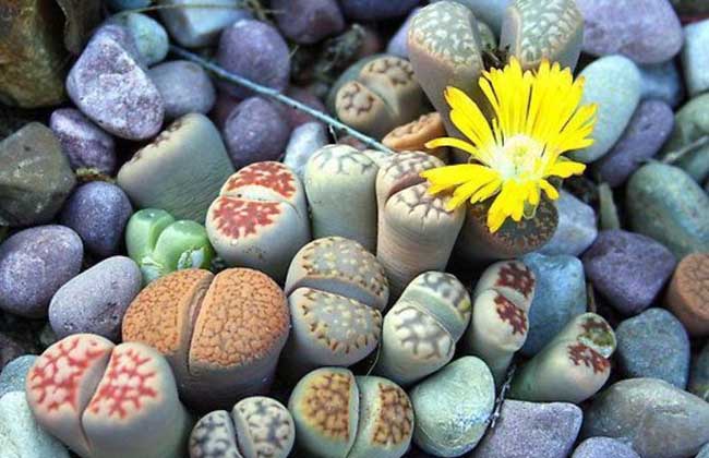 生石花怎么养殖好？