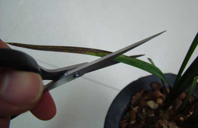 兰花叶枯病用什么药？