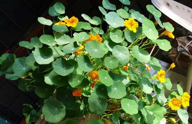 旱金莲的养殖办法