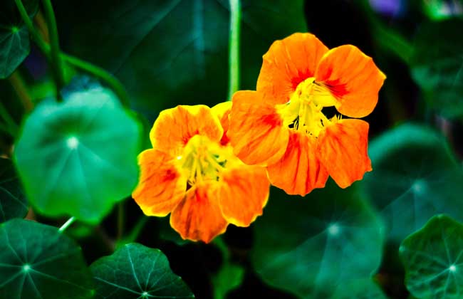 旱金莲的养殖办法