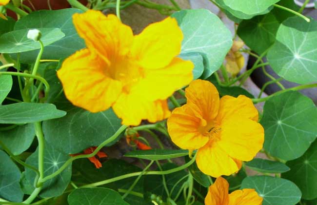 旱金莲的养殖办法