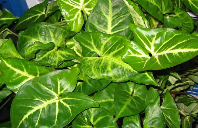 合果芋的养殖办法