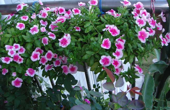 长春花种子怎么种？
