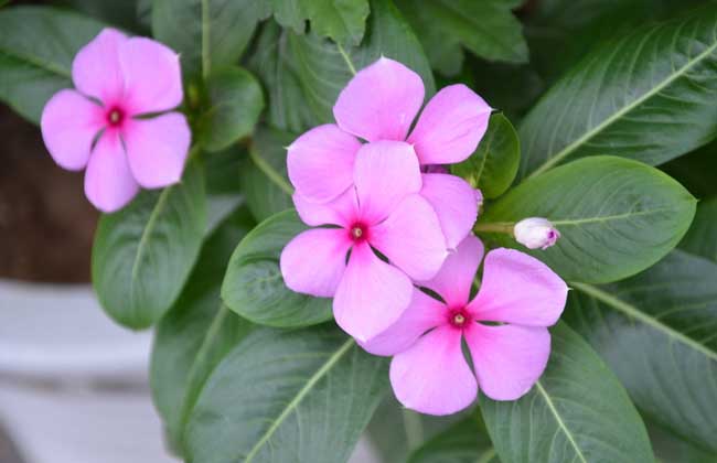 长春花的养殖办法