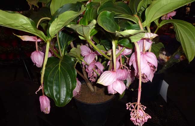 宝莲花的养殖办法