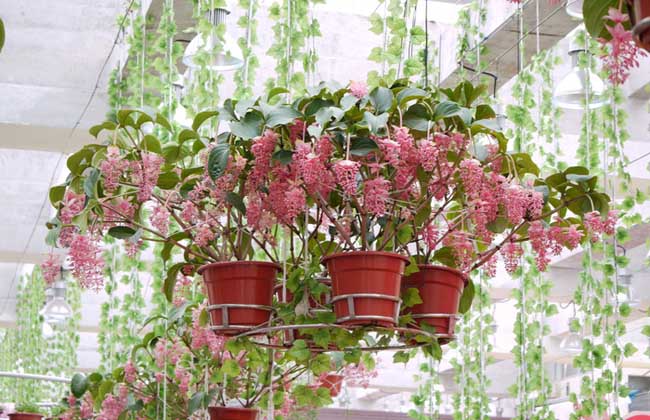 宝莲花的养殖办法