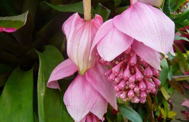 宝莲花的养殖办法