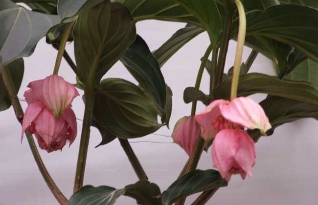 宝莲花的养殖办法