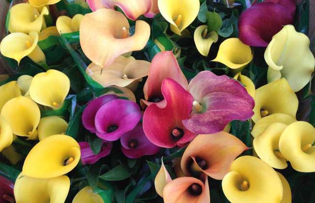 彩色马蹄莲的养殖办法