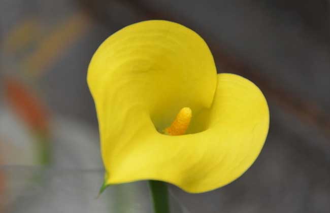 彩色马蹄莲的养殖办法