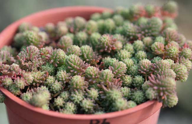 薄雪万年草养殖办法