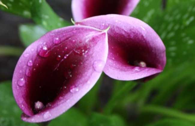 彩色马蹄莲的养殖办法