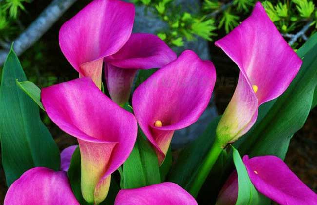 彩色马蹄莲的养殖办法