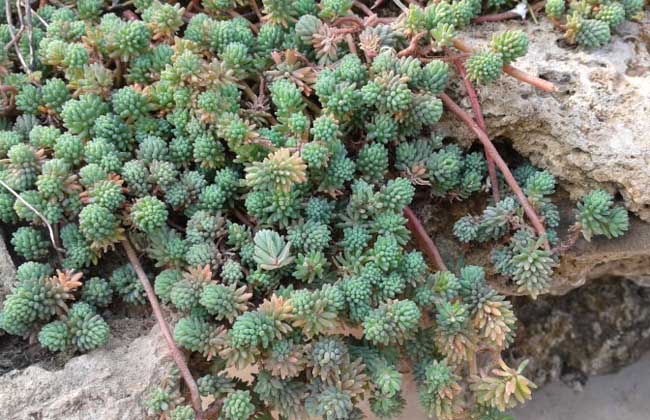 薄雪万年草养殖办法