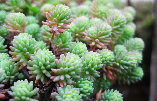 薄雪万年草养殖办法