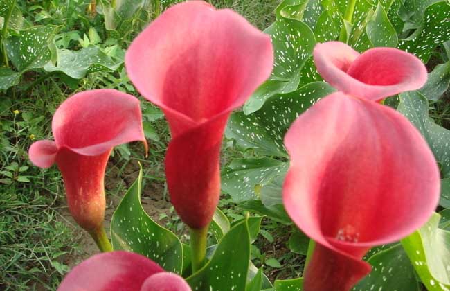 彩色马蹄莲的养殖办法