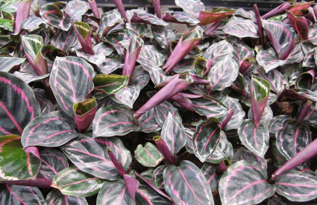 彩虹竹芋的养殖办法