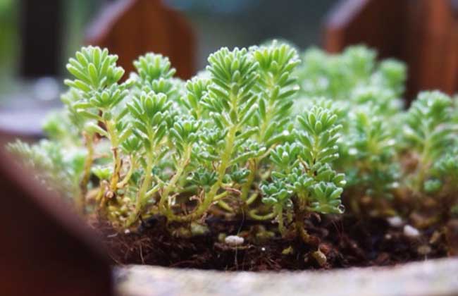 薄雪万年草养殖办法