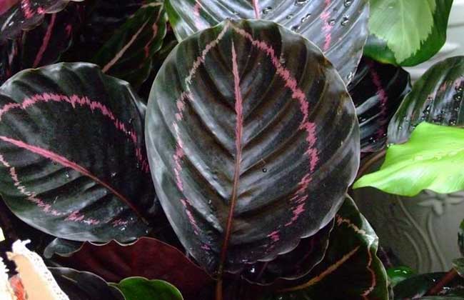 彩虹竹芋的养殖办法