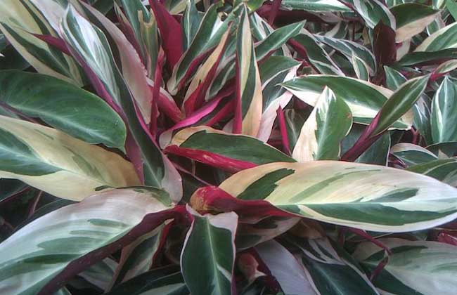 彩虹竹芋的养殖办法