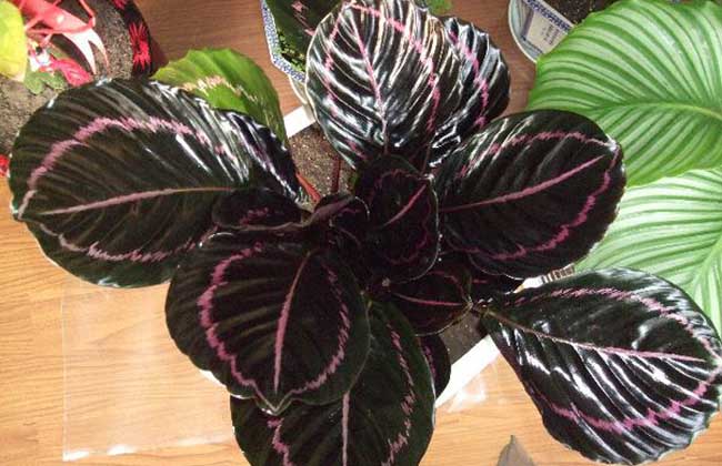 彩虹竹芋的养殖办法