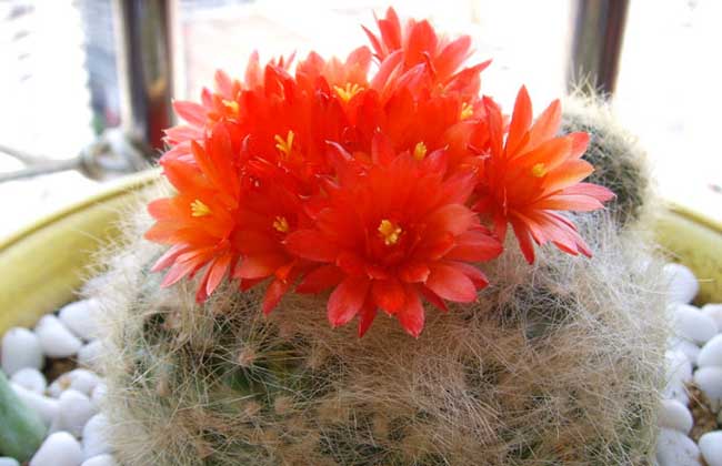 白雪光仙人球养殖办法