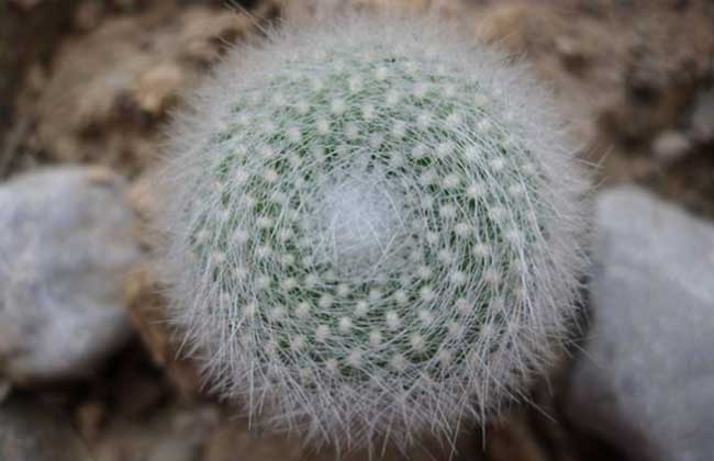 白雪光仙人球养殖办法