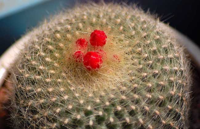 白雪光仙人球养殖办法