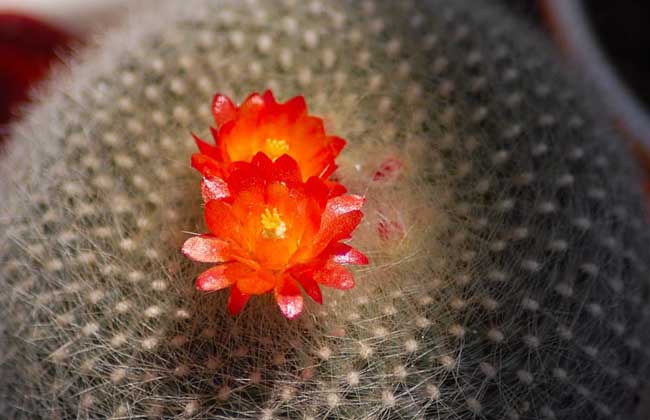 白雪光仙人球养殖办法