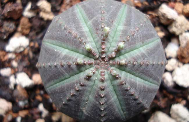 布纹球的养殖办法