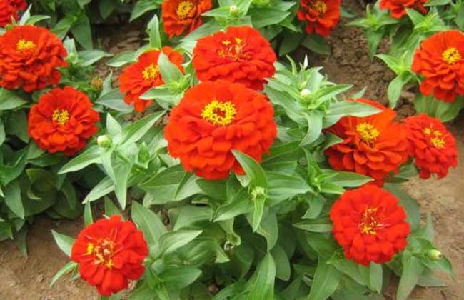 百日草种子怎么种？