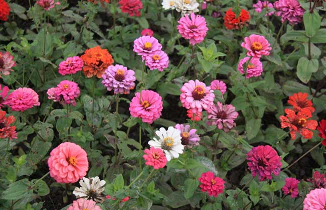 百日草种子怎么种？