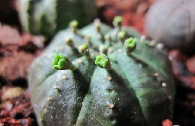 布纹球的养殖办法