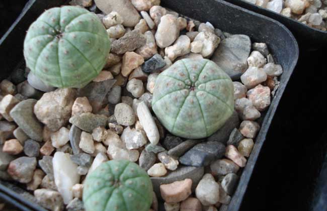 布纹球的养殖办法