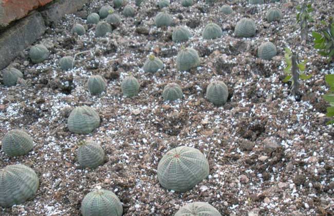 布纹球的养殖办法