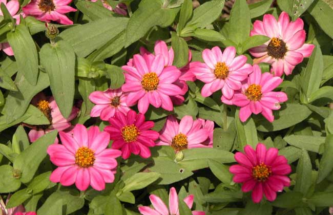 百日草种子怎么种？