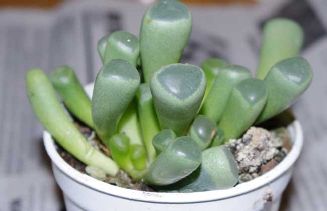 五十铃玉种子怎么种？