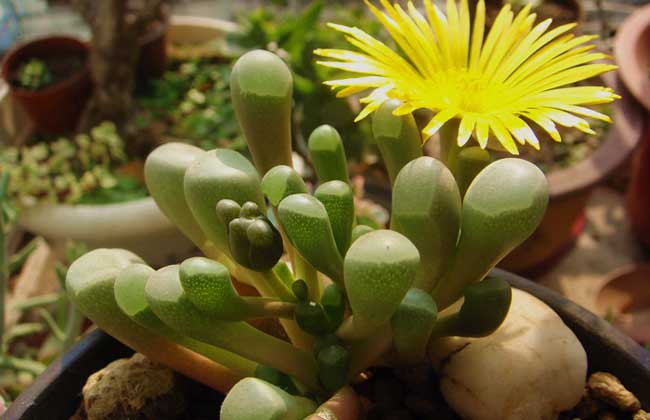 五十铃玉种子怎么种？