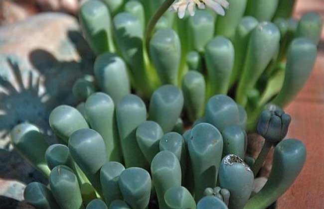 五十铃玉种子怎么种？