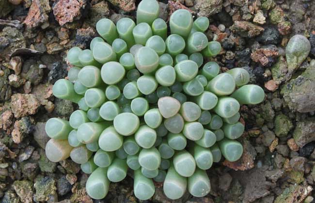 五十铃玉种子怎么种？