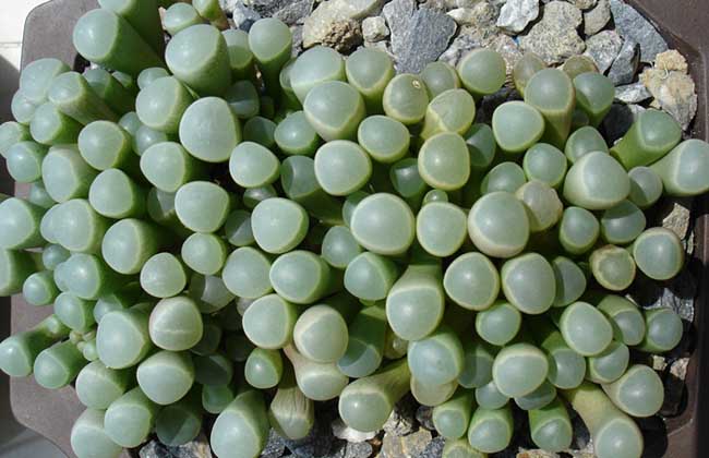 五十铃玉种子怎么种？