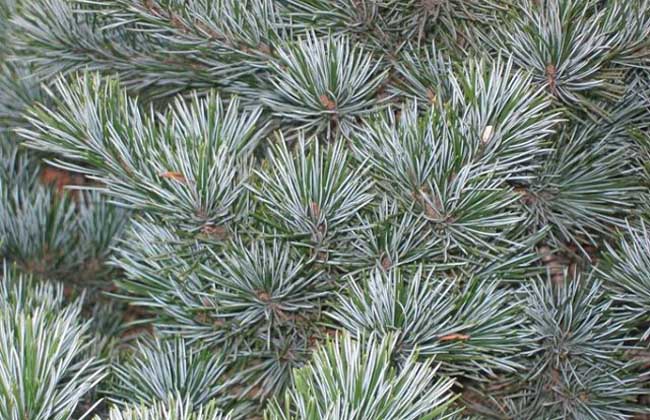五针松的养殖办法