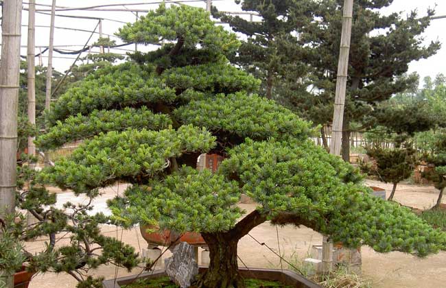 五针松的养殖办法