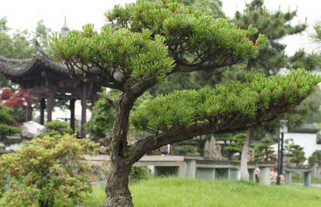 五针松的养殖办法